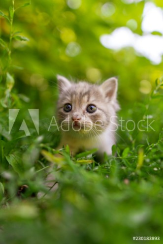 Picture of Portrait of a kitten in green grass
